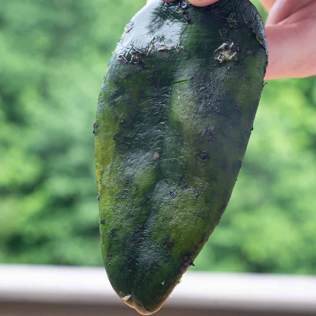 Poblano with skin scraped off after fire roasting