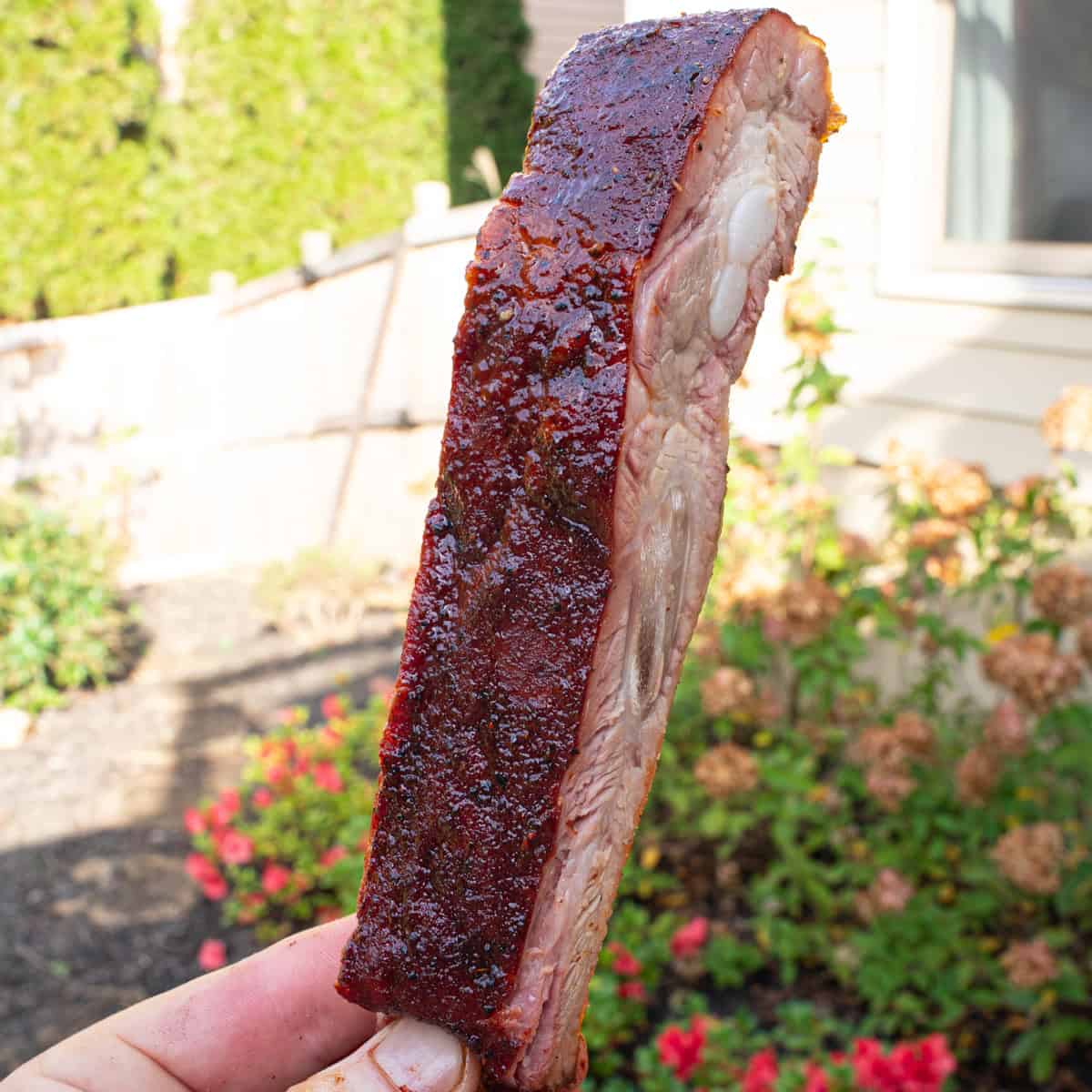 One Sliced Rib that has been smoked using the 3 2 1 ribs method