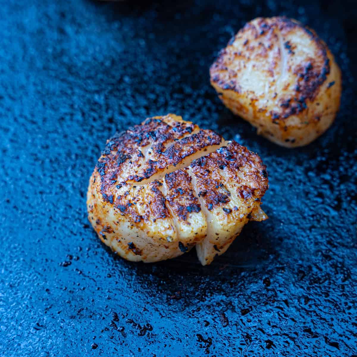 Scallops blackening on a hot griddle