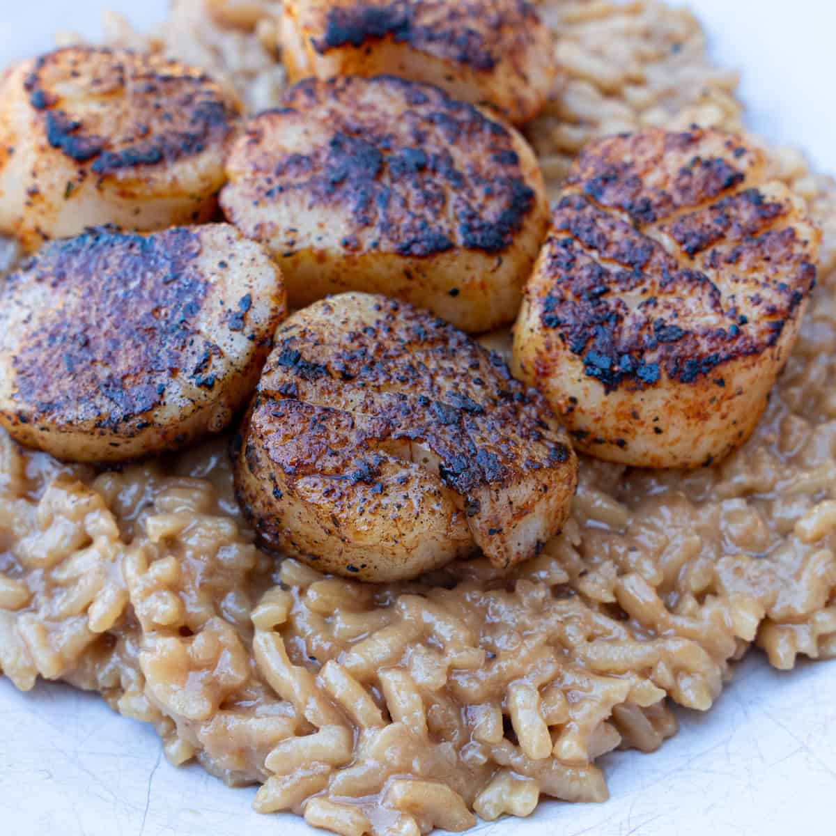 Blackened Scallops Served Over Risotto